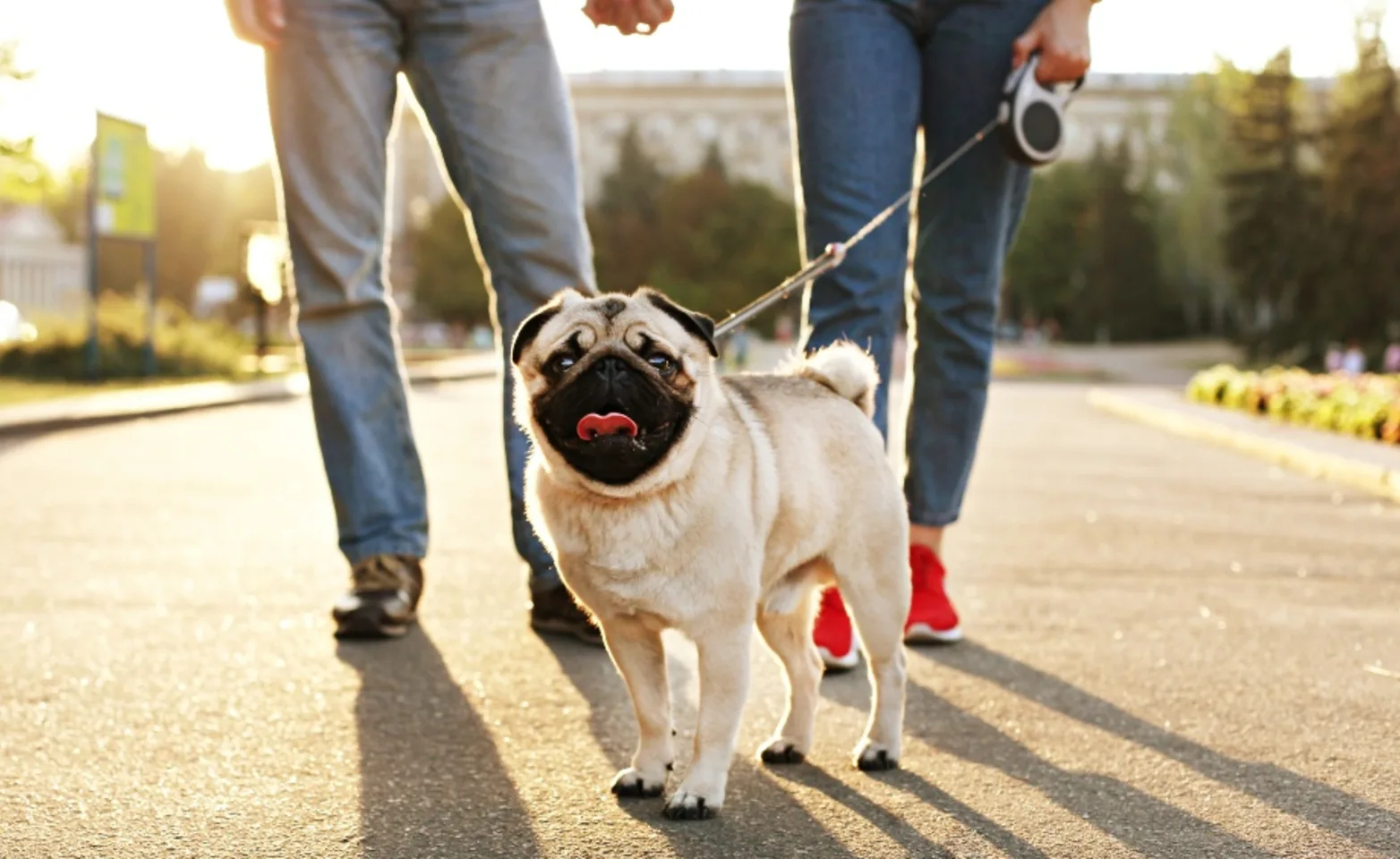 A pug being walked by two people during the sunset